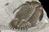 Greenops Trilobite - Arkona, Ontario #164408-5